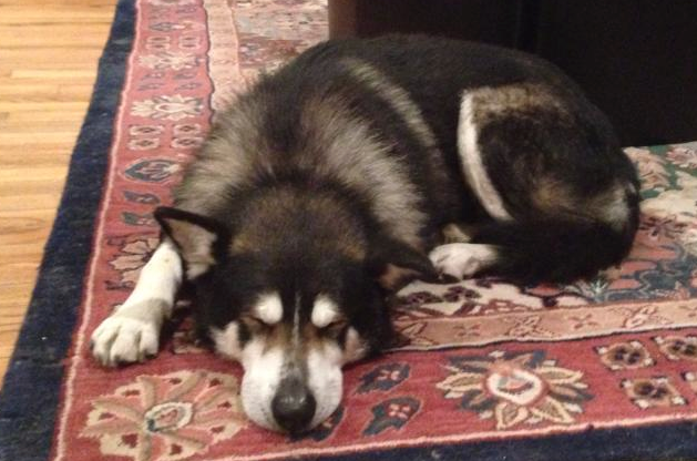 Haskell lying on the rug