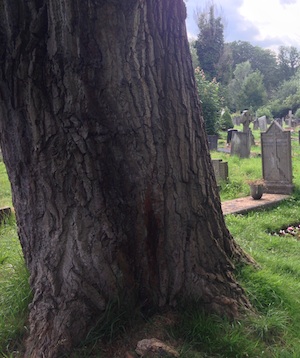 The tree where I sat, and Medtner's grave