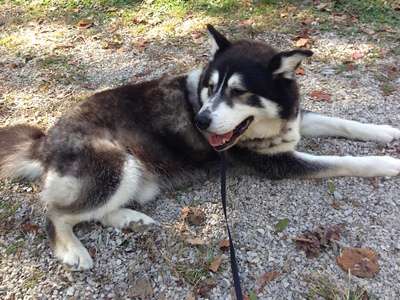 Haskell being done at Brown County State Park