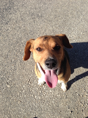 One of the many new dog friends who accompanied me on my hikes.